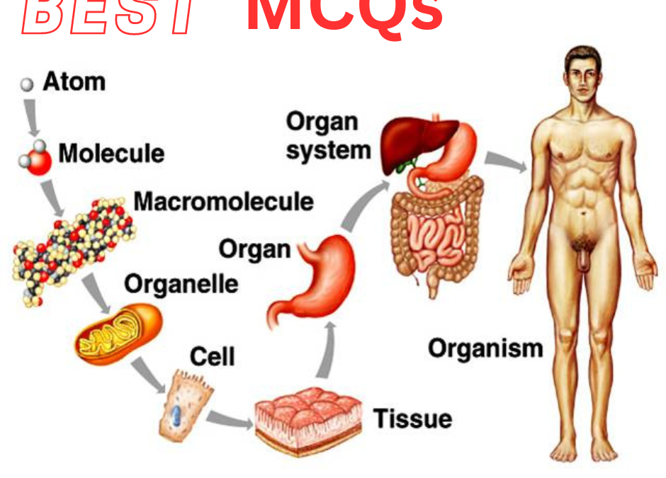 Cellular And Tissue Level Of Organigestion MCQs 1