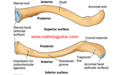 Clavicle