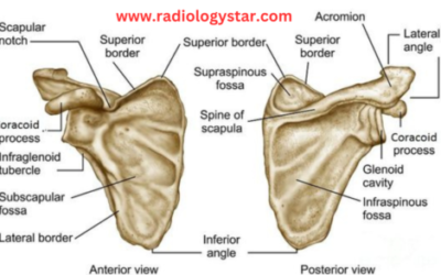 Scapula