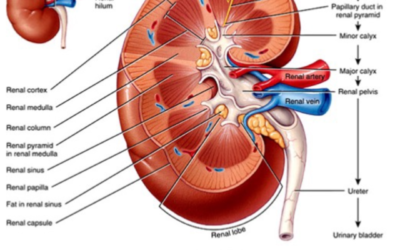 Contrast Induced Nephropathy (CIN)